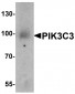 PIK3C3 Antibody